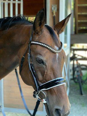 Olson's Tack Shop