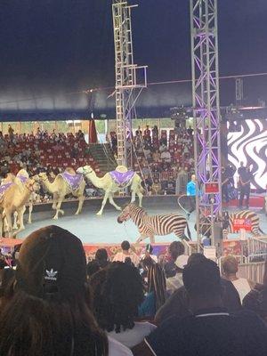 Camels and zebras!