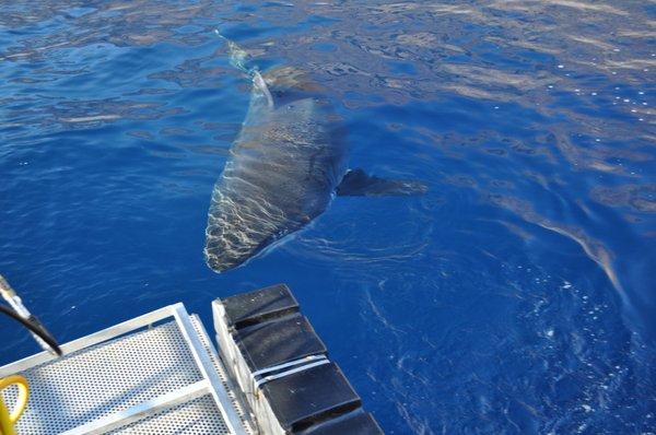 White Shark approaches the cage