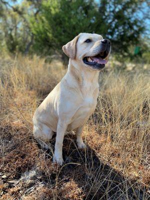 Waterstone Labradors