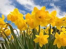 Daffodil Parade annually in 4 cities.  Parade travels all day from Tacoma to Orting; through Puyallup.