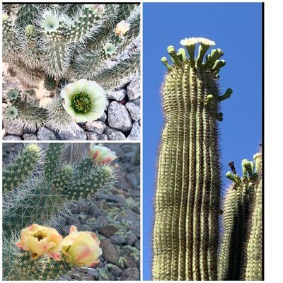 Cactus flowers in bloom!  They don't last long at all!  May 2021