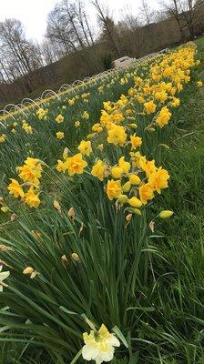 Daffodils