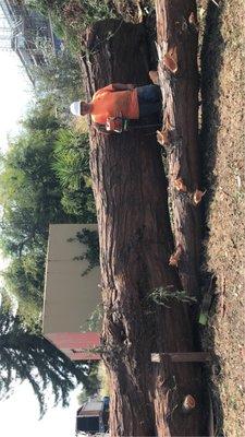 Hauling away massive redwood trunk