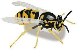 Wasp