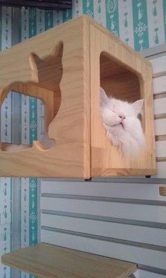 Comfy kitty furniture!