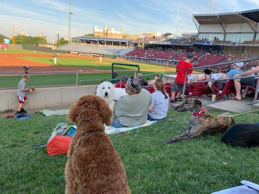 Bark in the Park is making this little man the happiest mini golden doodle out there!!