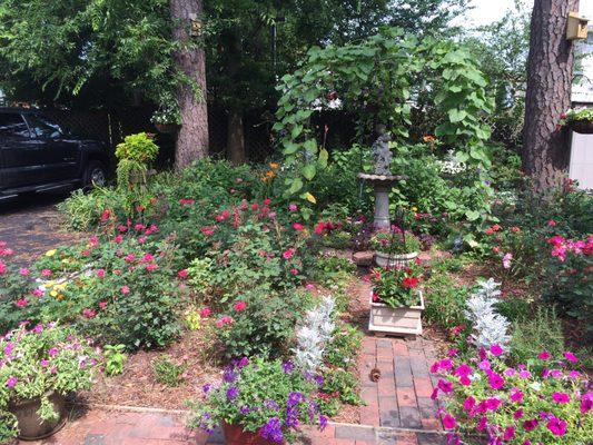 Back yard garden.