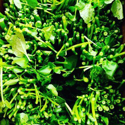 Watercress