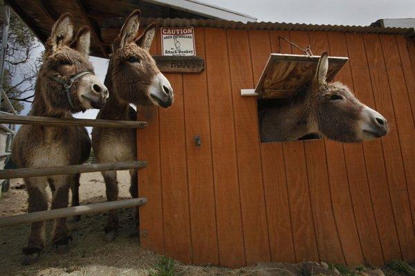 Rock Canyon Rescue Donkeys