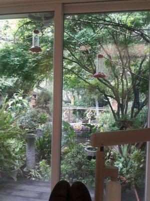 The view of a Koi pond garden from the dental chair