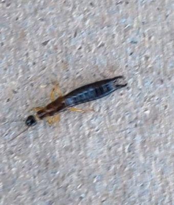 Common earwig