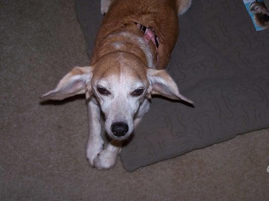 Lucy, the namesake of Lucy's Friends Pet Sitting