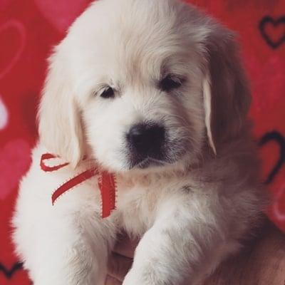 English Cream Golden Retrievers