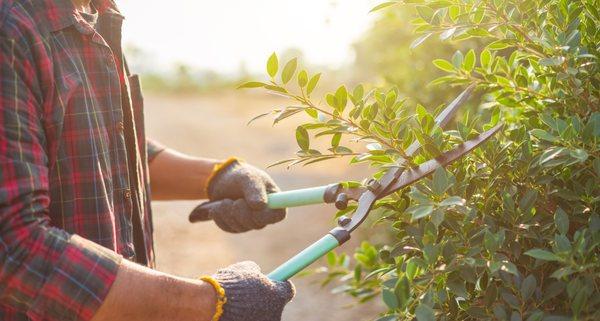 Tree and bush trimming