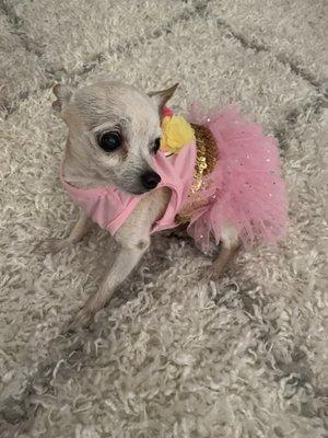 Prada In princess dress