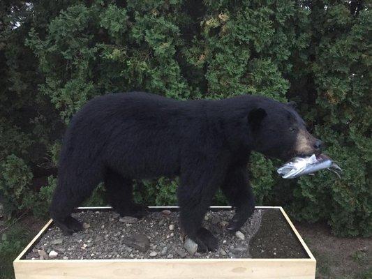 Mountain Critters Taxidermy