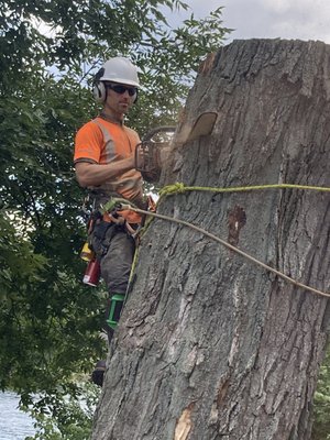 Custom Tree Work