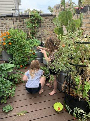 End of season so things are now wild & past prime but still get an idea of what regular watering can do for a small space!