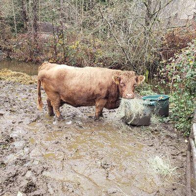 A short legged cow who weighs 800 pounds