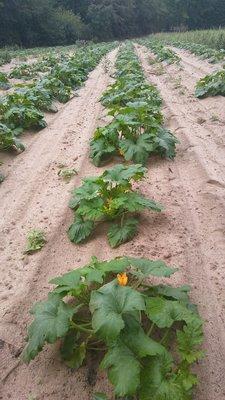 Pumpkin field