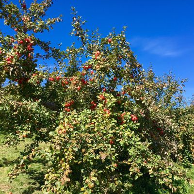 Green Mountain Orchards