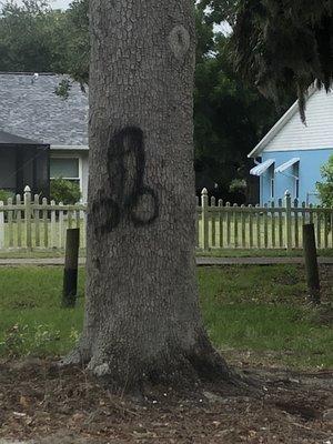 Graffiti on tree