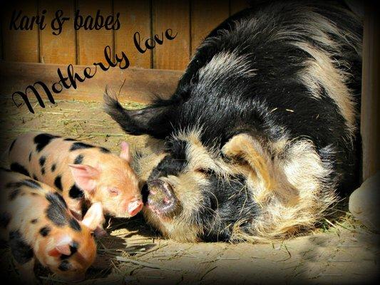 Nothing cuter than baby piglets.