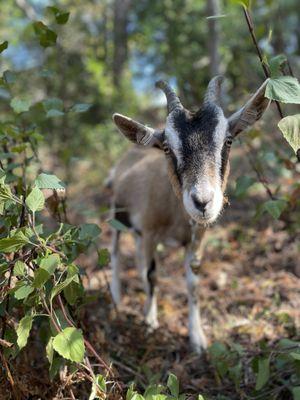 Tangerine, one of our grazers and most cuddly tour guide for our goat experiences.