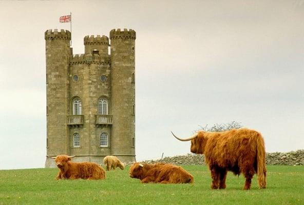 Highland Cows:  we lived in Scotland and Alec has lived in England and was born in Wales: a True Brit!