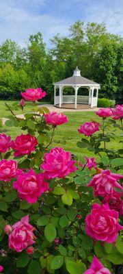 Looking out at the gazebo from behind the blooming rosebushes lining the patio