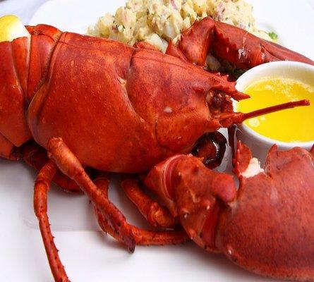 There is a huge difference in taste with a Lobster that is caught fresh vs sitting in a tank for weeks.