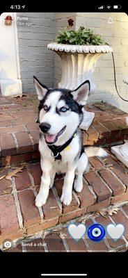 My husky pup