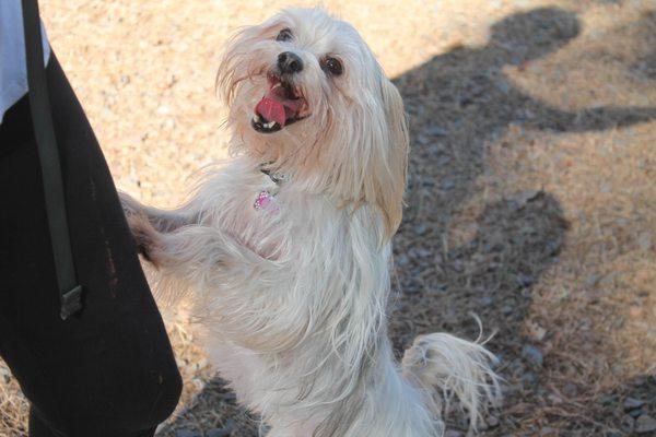 Puddles always enjoys her day care time.