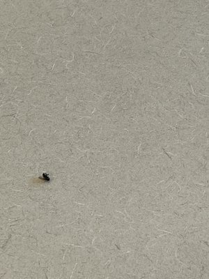 Dead fly