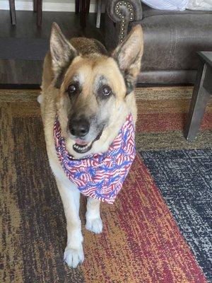 My sweet senior German Shepherd after an amazing grooming with Kristopher!