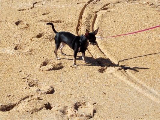 Palm Coast Dog Walkers