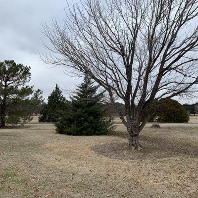 Trees in grassy fields.