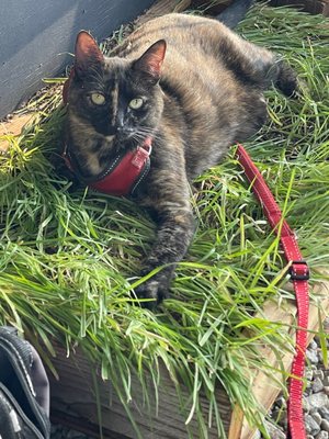 Bella loves to take walks on her leash, and she loves the fresh grass that I grow for her...