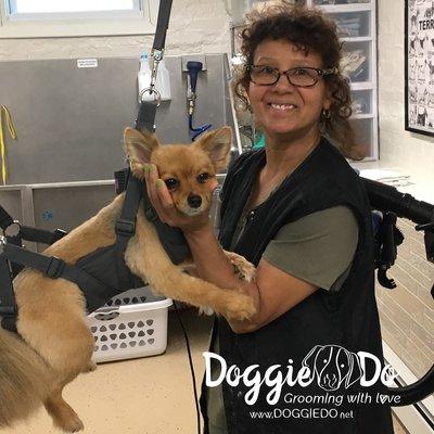 This is Eve, she is a #Pomeranian - #Chihuahua mix and she is enjoying posing for the camera! Such a sweetheart. #lovegroomingdoggies