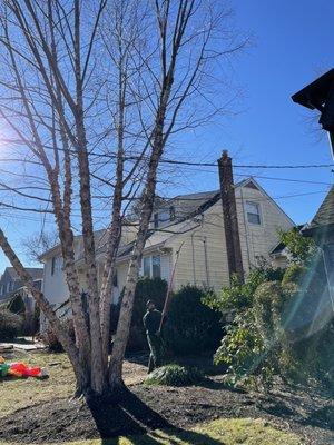 Trimming tree away from my house and away from electric wires