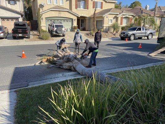 Palm tree removal.