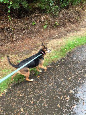 Taking them for a walk/drag, one of her favorite things