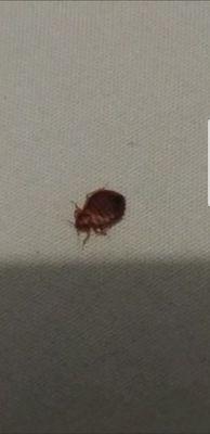 Bedbug detected during Bedbug inspection from my technician