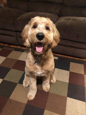 Goldendoodle