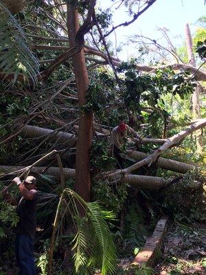 Cutting tree