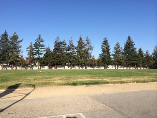 Beautiful treeline along the track/soccer field.