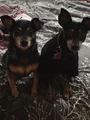 Chopper and Harley waiting for their carrot treats after a mid day potty break