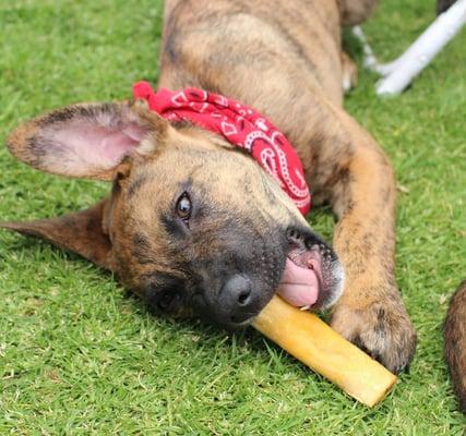 Tiger - Dutch Shepherd Mix - Available for Adoption