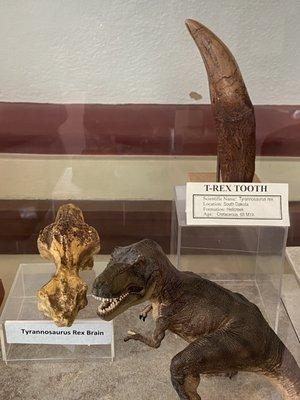 A T-Rex's brain is smaller than it's tooth.